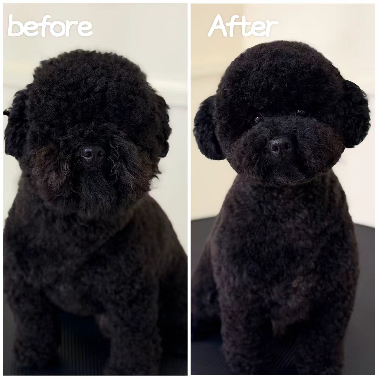 Black poodle before and after grooming at Good Cat, Good Dog