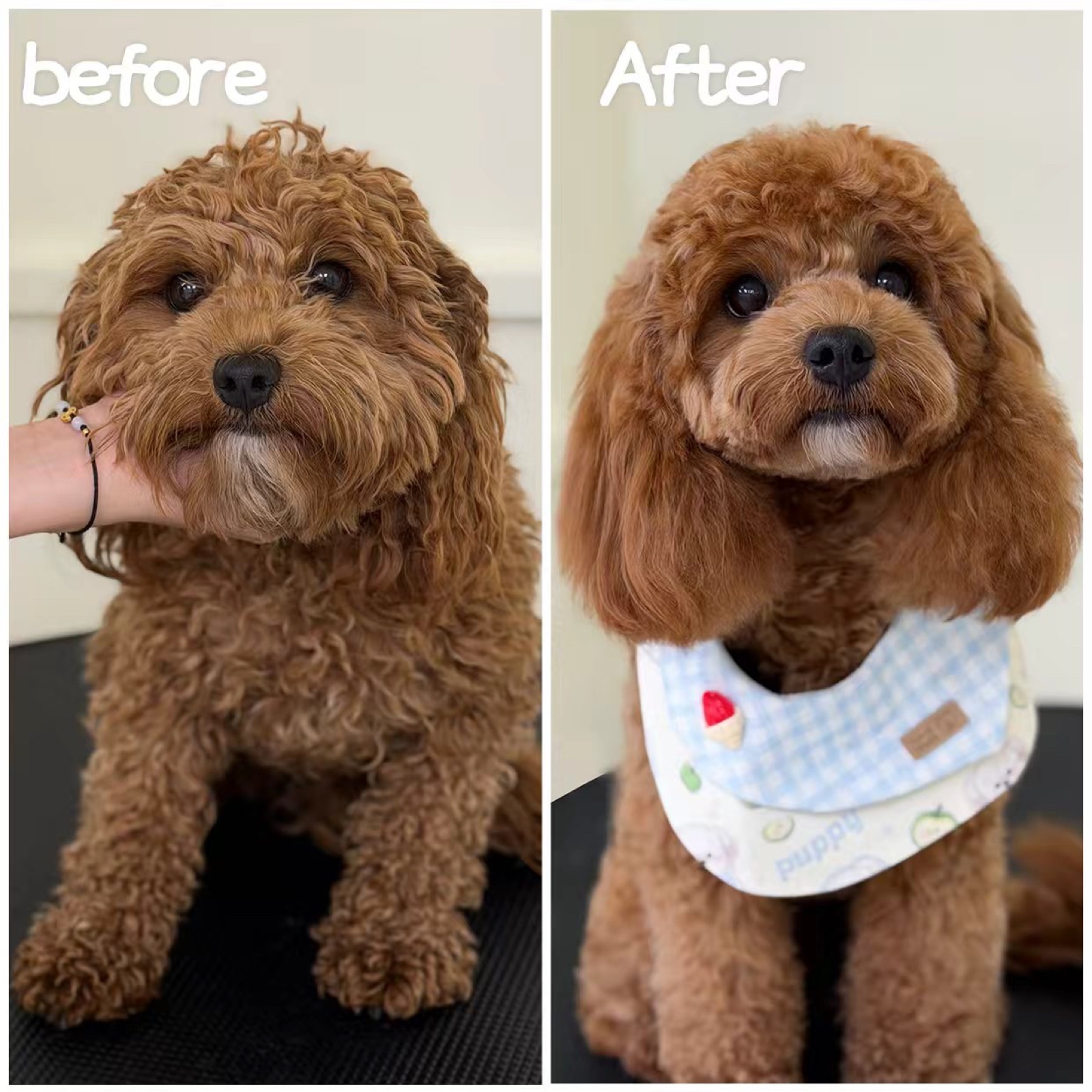 Caramel doodle before and after grooming at Good Cat, Good Dog