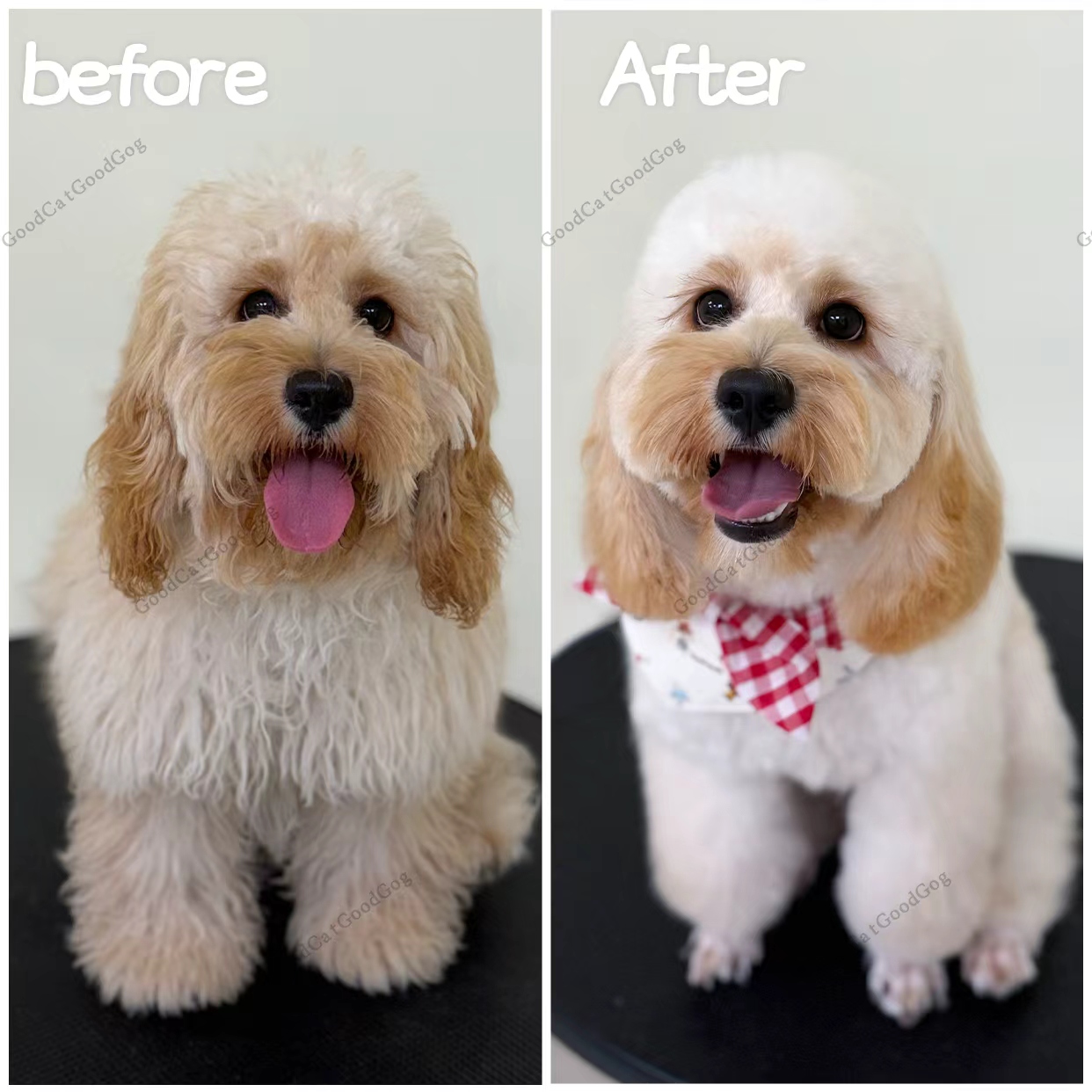 Cream doodle before and after grooming at Good Cat, Good Dog