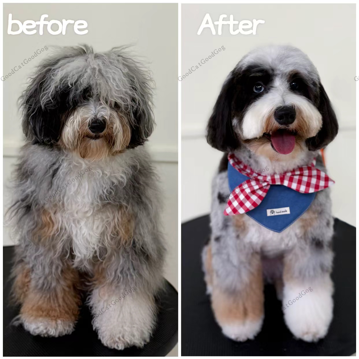 Gray doodle before and after grooming at Good Cat, Good Dog