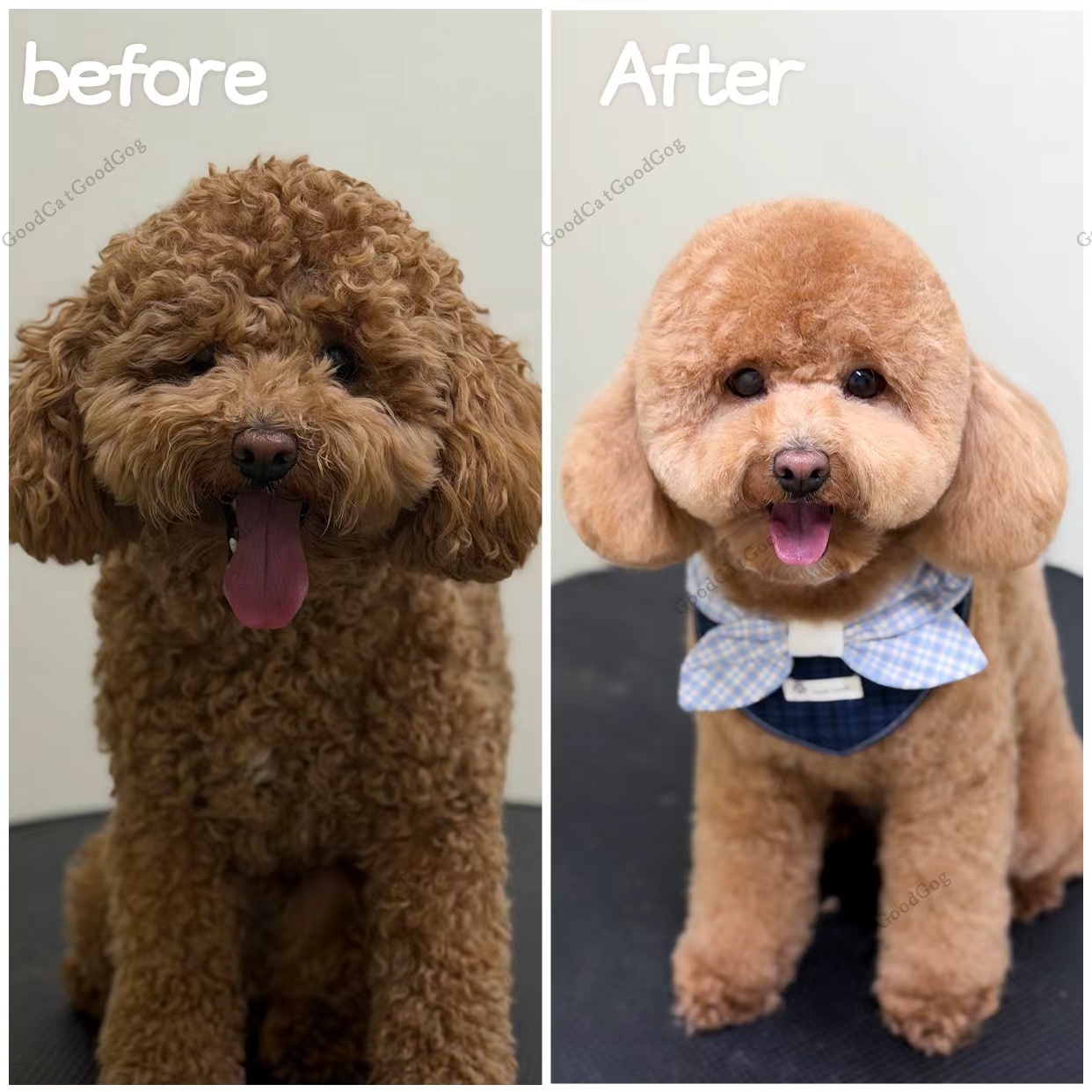 Red poodle before and after grooming at Good Cat, Good Dog