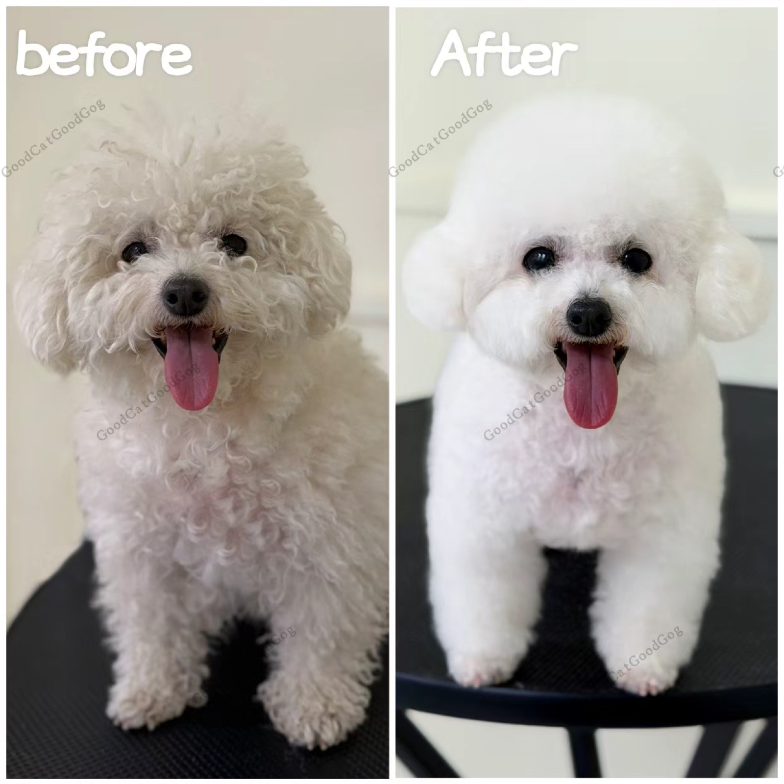 White bichon before and after grooming at Good Cat, Good Dog