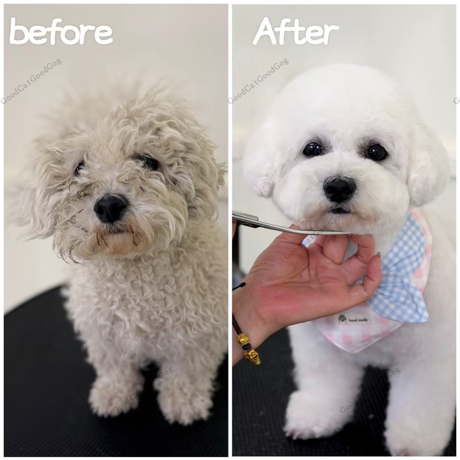 White curly-coated dog before and after grooming at Good Cat, Good Dog
