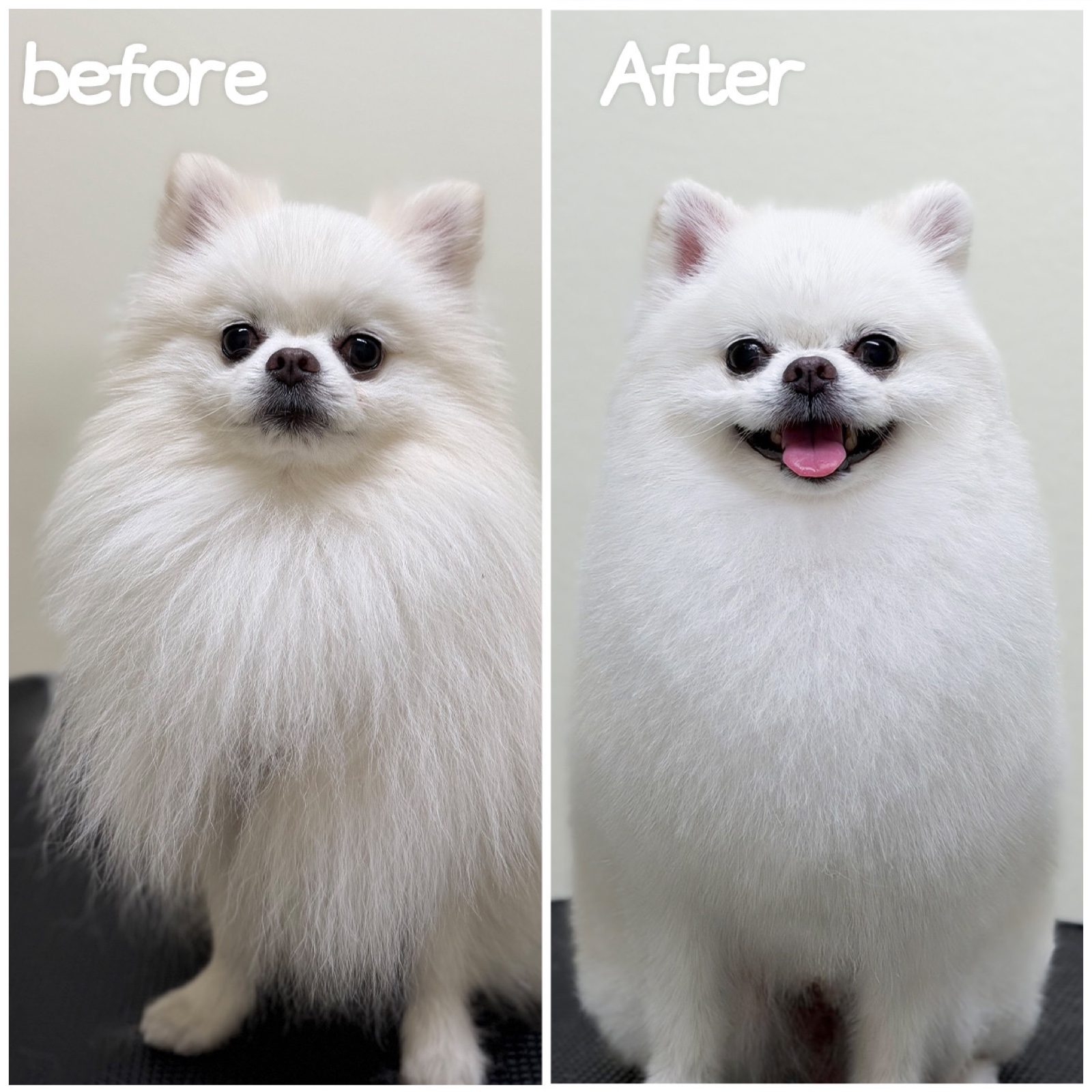 White Pomeranian before and after grooming at Good Cat, Good Dog