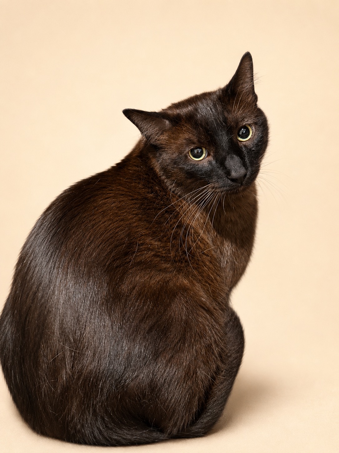 Dark brown cat photographed after grooming