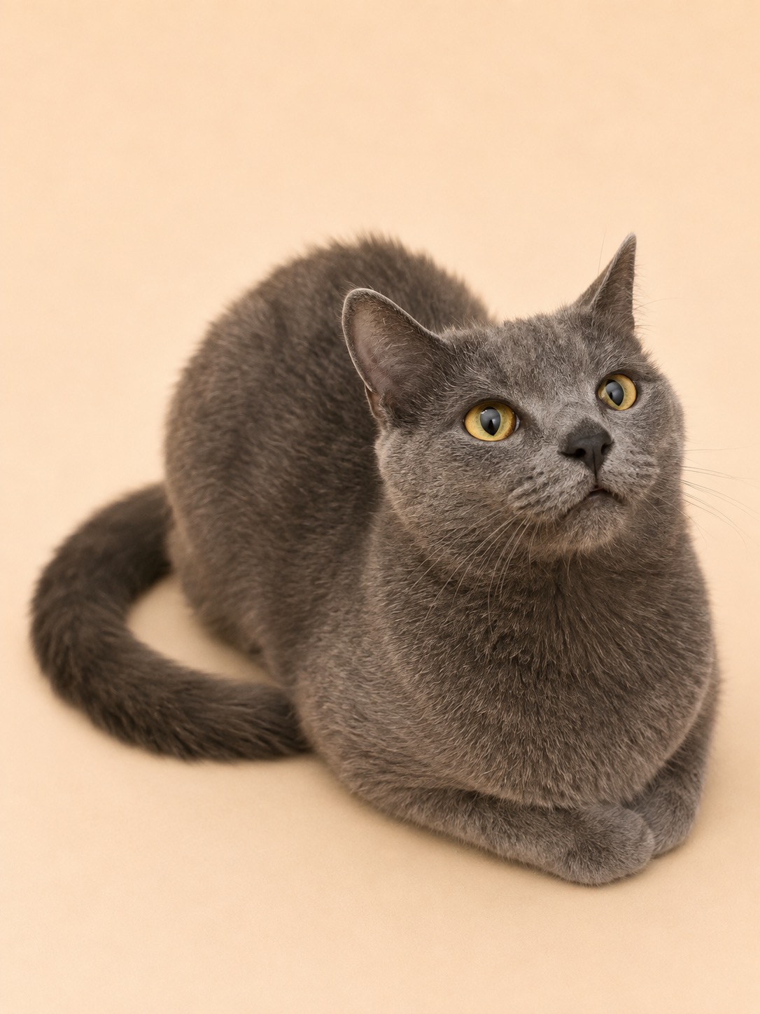 Gray cat photographed after grooming