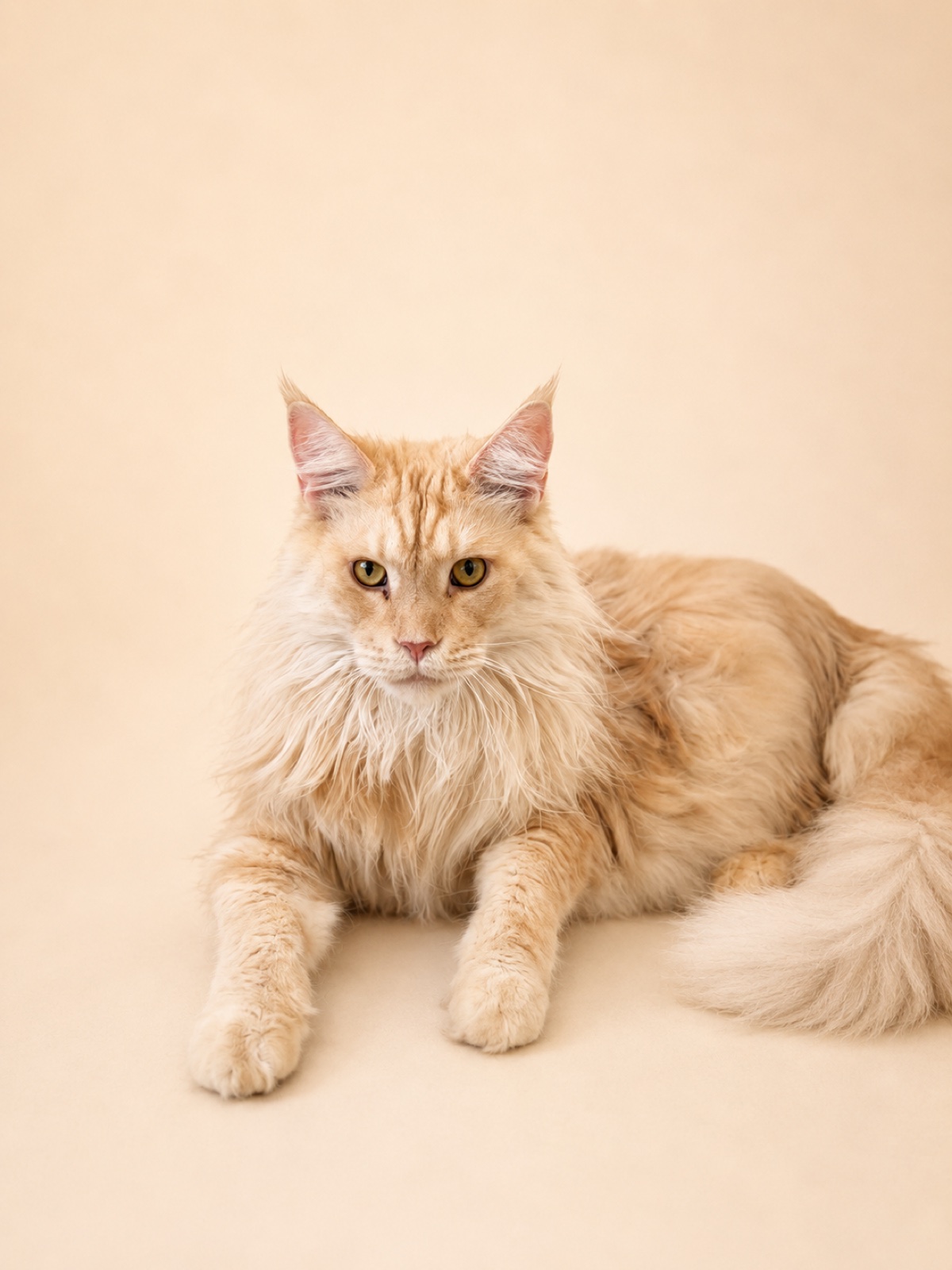 Orange Maine Coon client