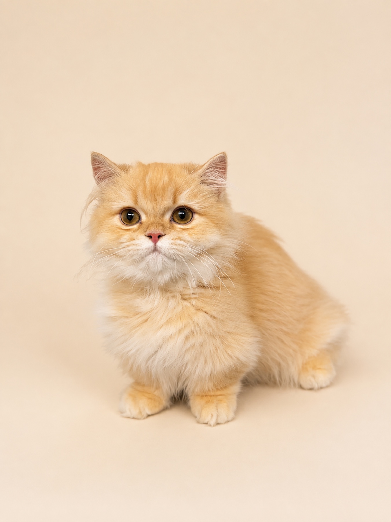 Groomed orange cat photographed in the studio