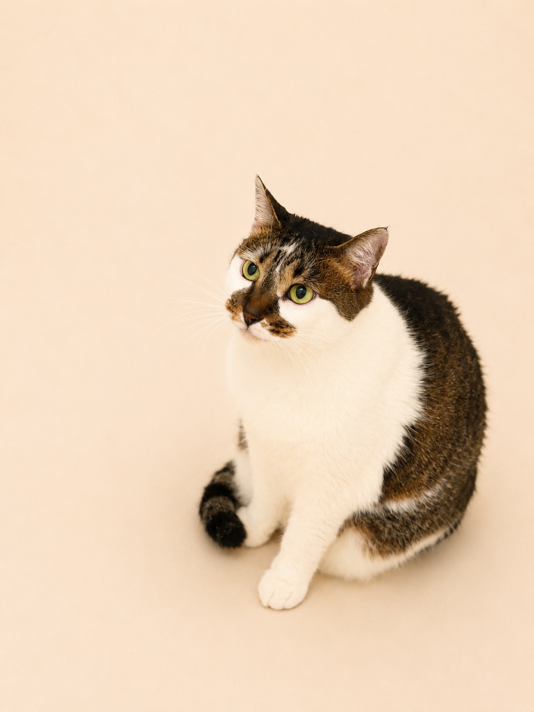 Tabby and white cat photographed after grooming