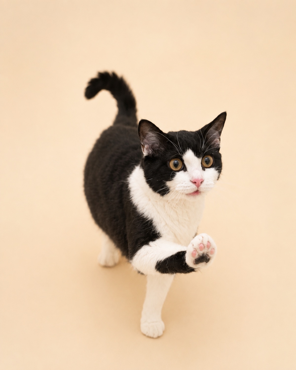 Black and white cat lifting one paw