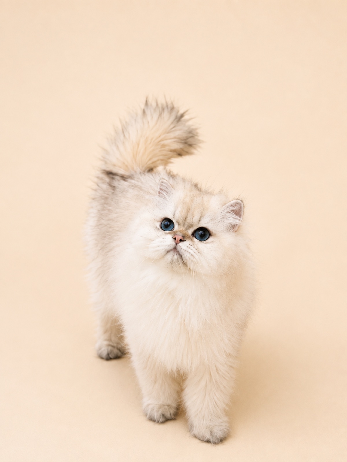 Groomed fluffy white cat