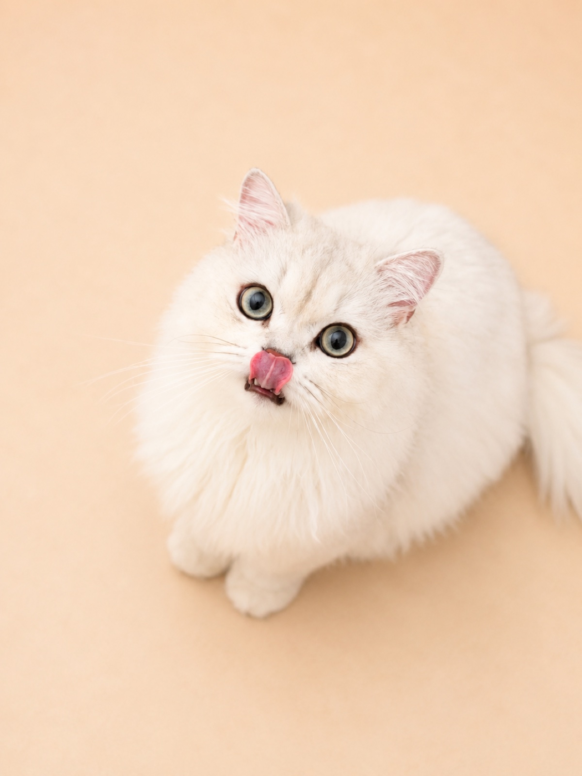 White cat with a clean bright coat
