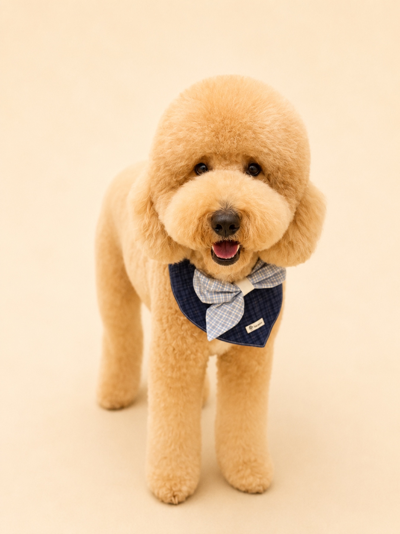 Freshly groomed apricot poodle wearing a blue bow