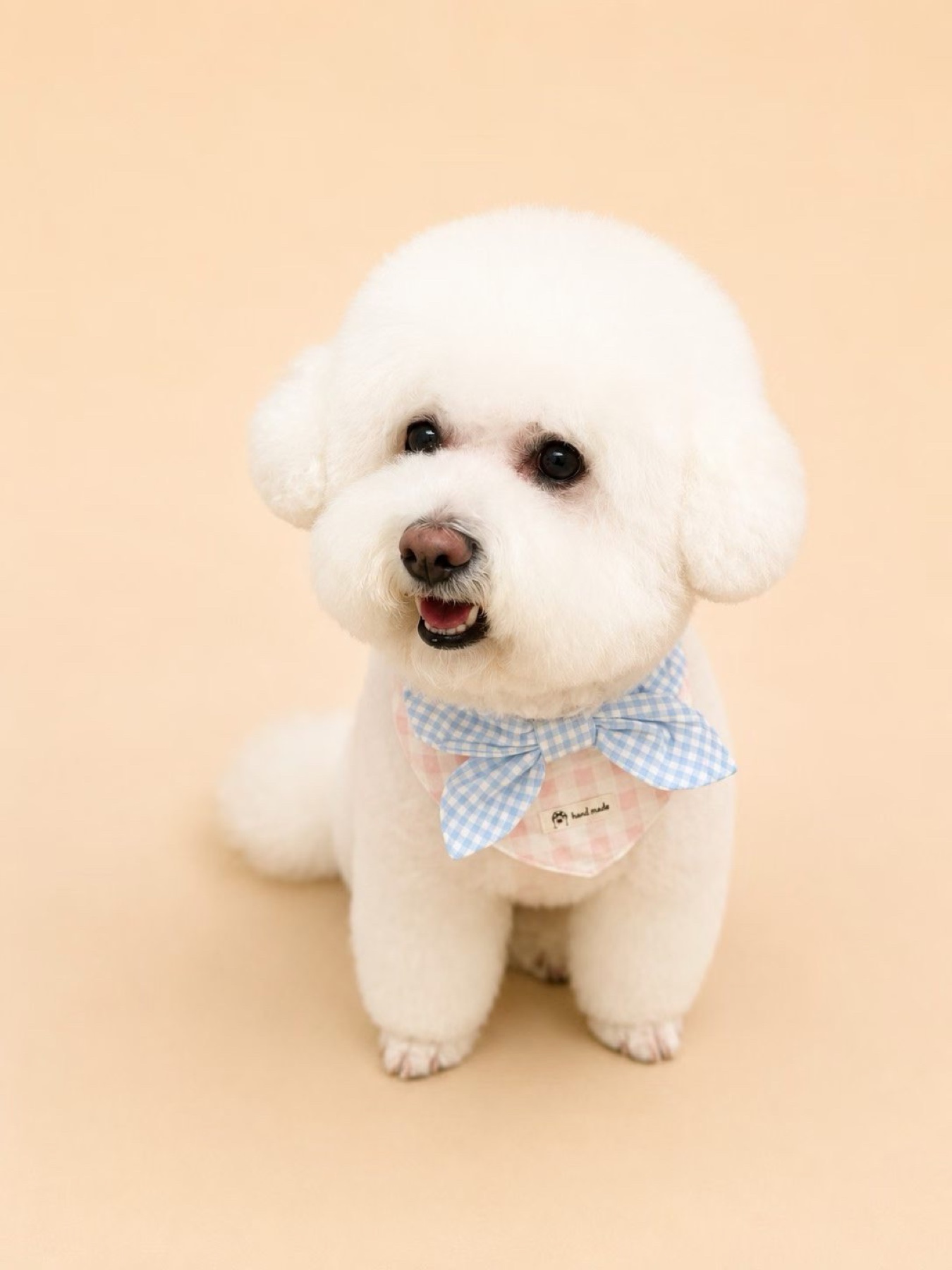 Freshly groomed white bichon wearing a gingham bow