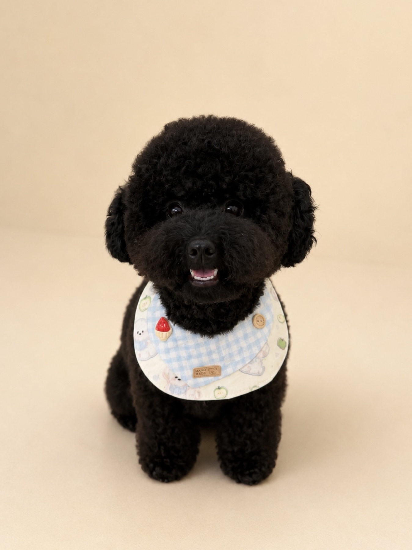 Freshly groomed black poodle wearing a patterned bib