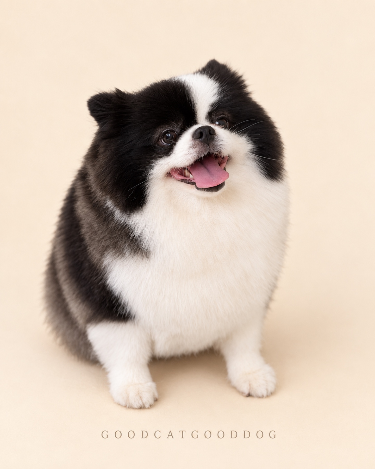 Freshly groomed black and white Pomeranian