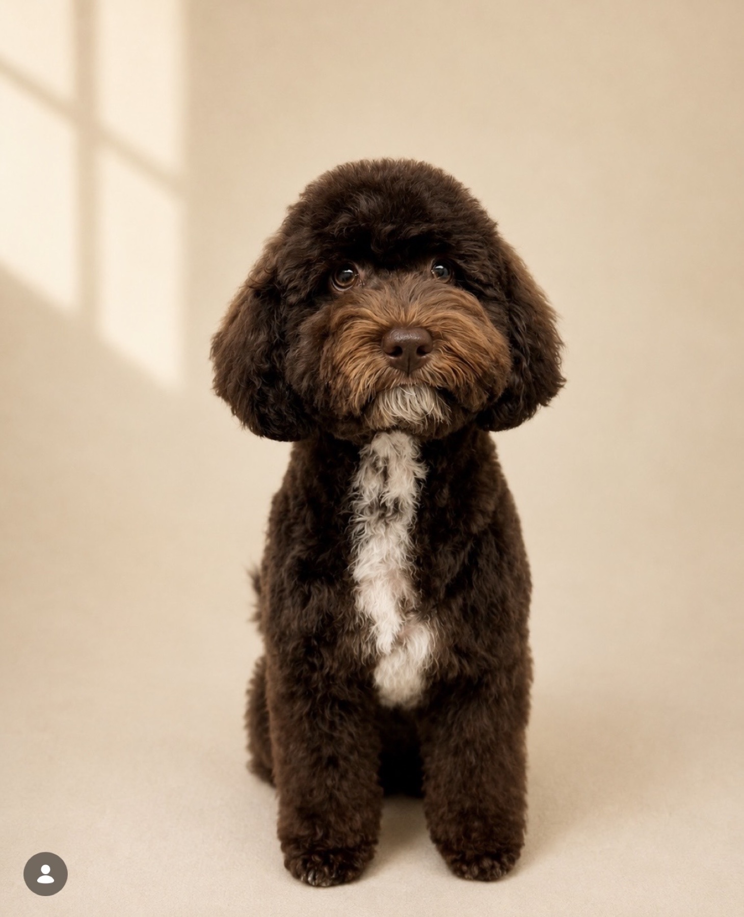 Freshly groomed brown doodle client