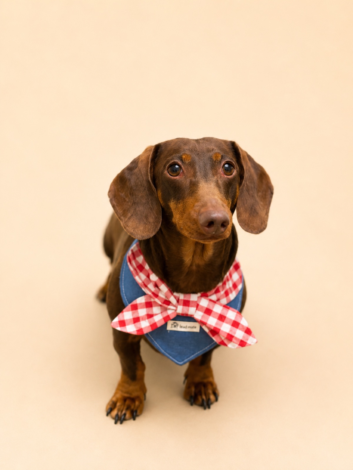Groomed dachshund wearing a red gingham bow