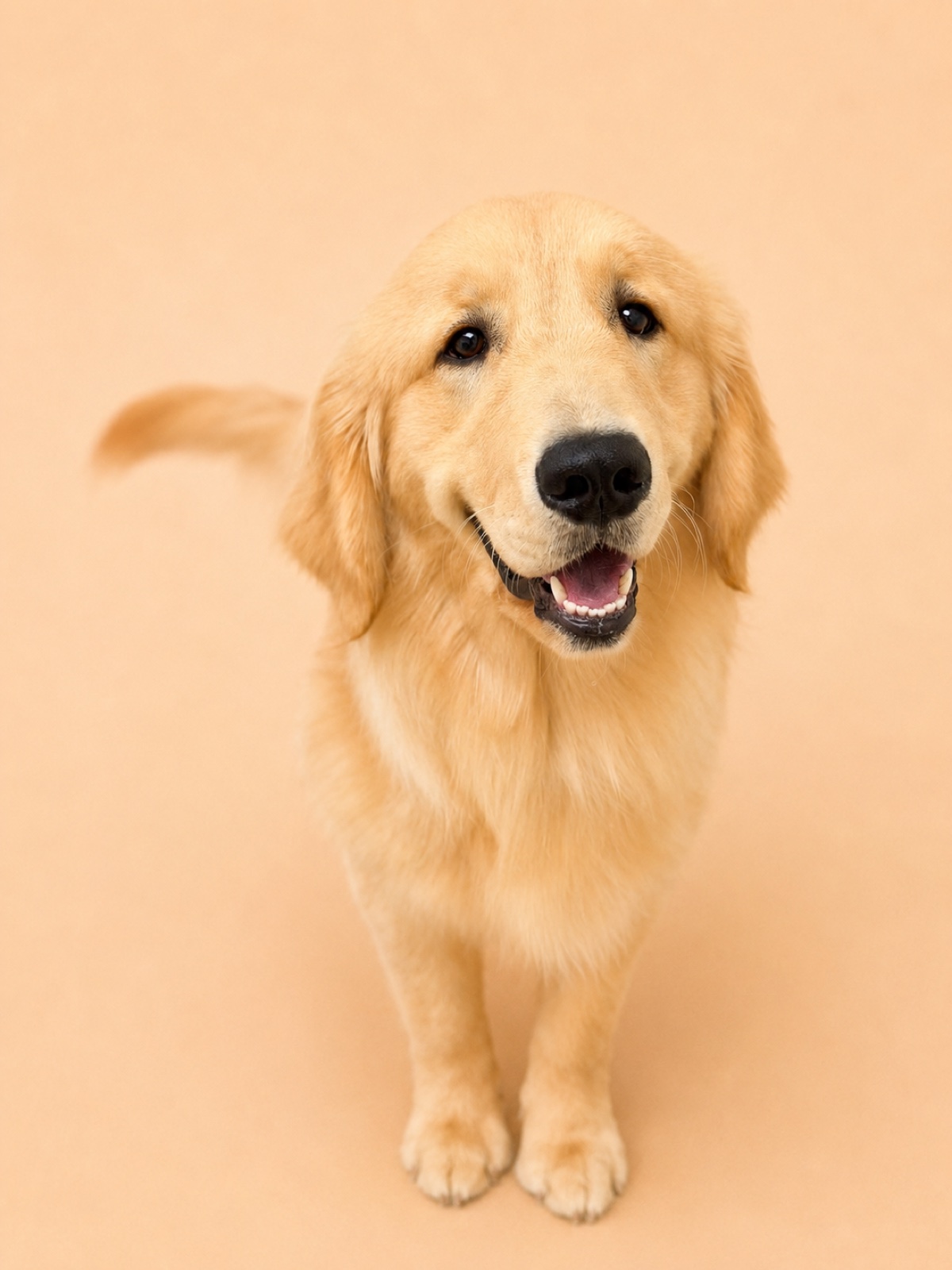 Golden retriever after a bath and brush