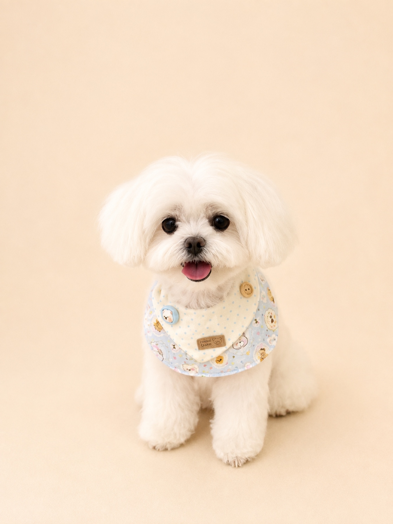 Freshly groomed white Maltese wearing a patterned bib